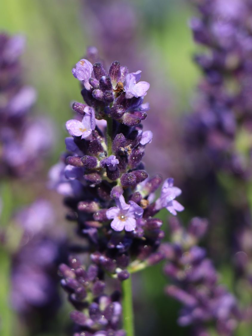 Lavendel 'Siesta' - Lavandula angustifolia 'Siesta'