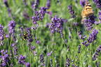 Lavendel 'Siesta' - Lavandula angustifolia 'Siesta'