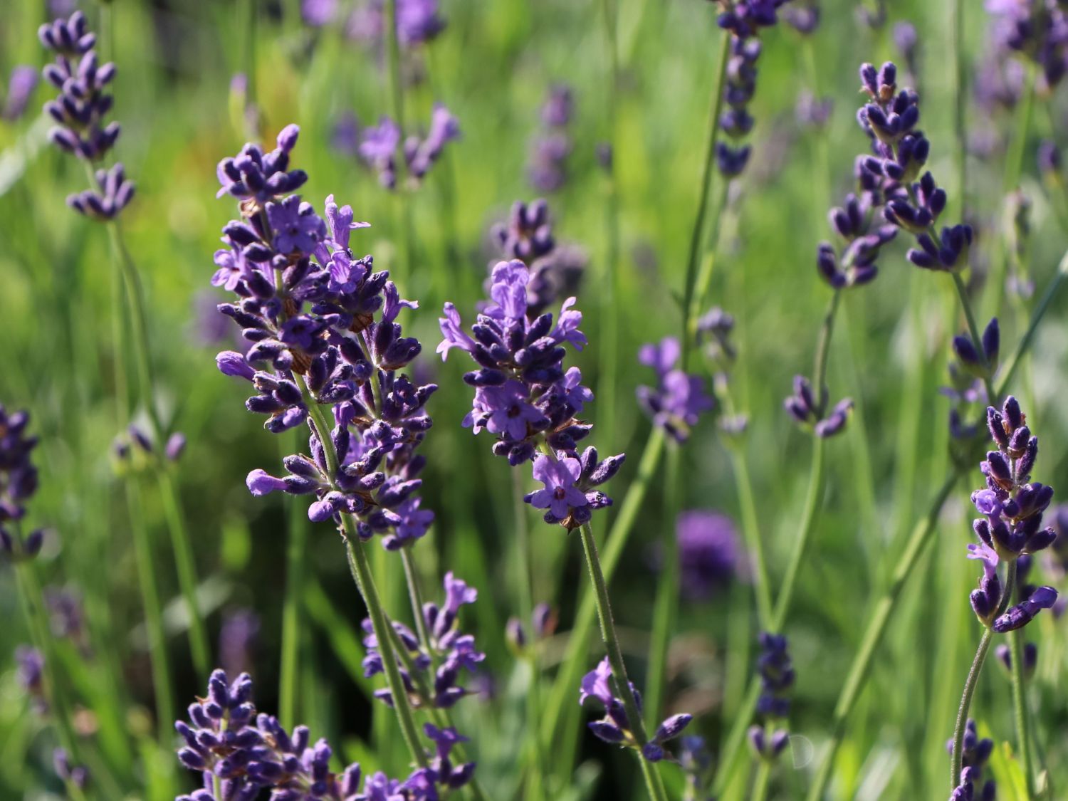 Lavendel 'Siesta' - Lavandula angustifolia 'Siesta'