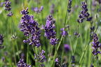 Lavendel 'Siesta' - Lavandula angustifolia 'Siesta'