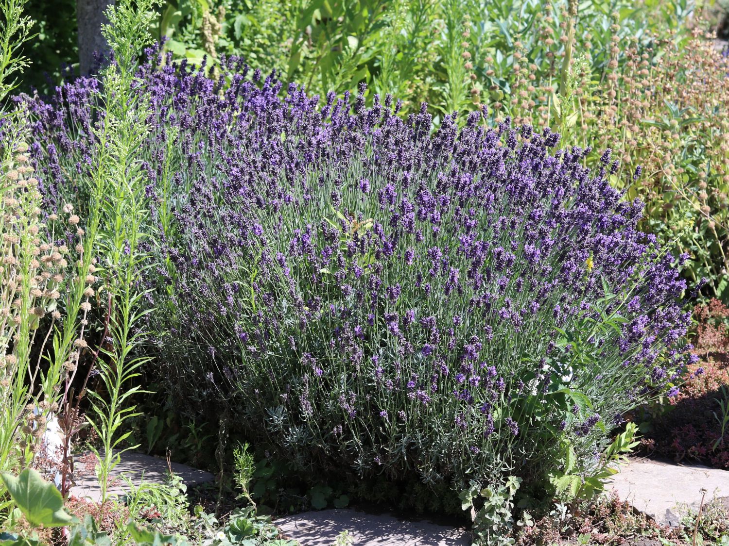 Lavendel 'Siesta' - Lavandula angustifolia 'Siesta'