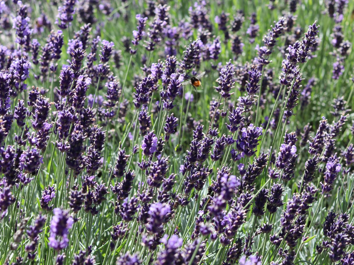 Lavendel 'Siesta' - Lavandula angustifolia 'Siesta'