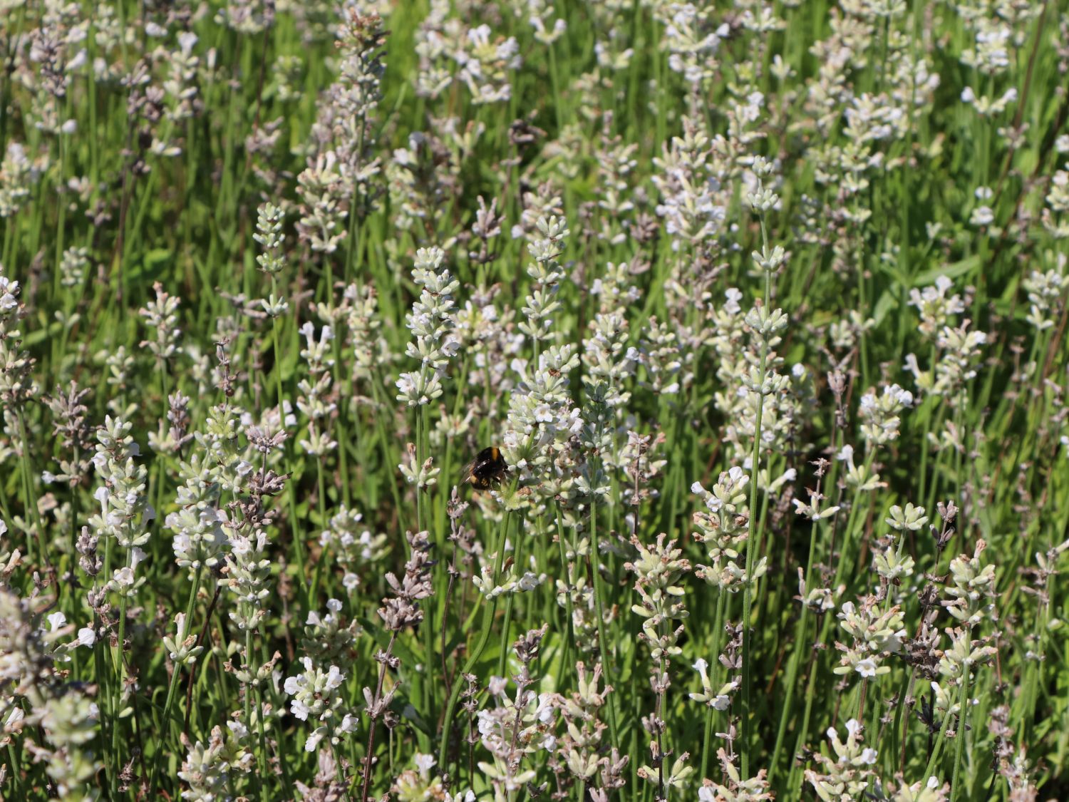 Lavendel 'White Fragrance'