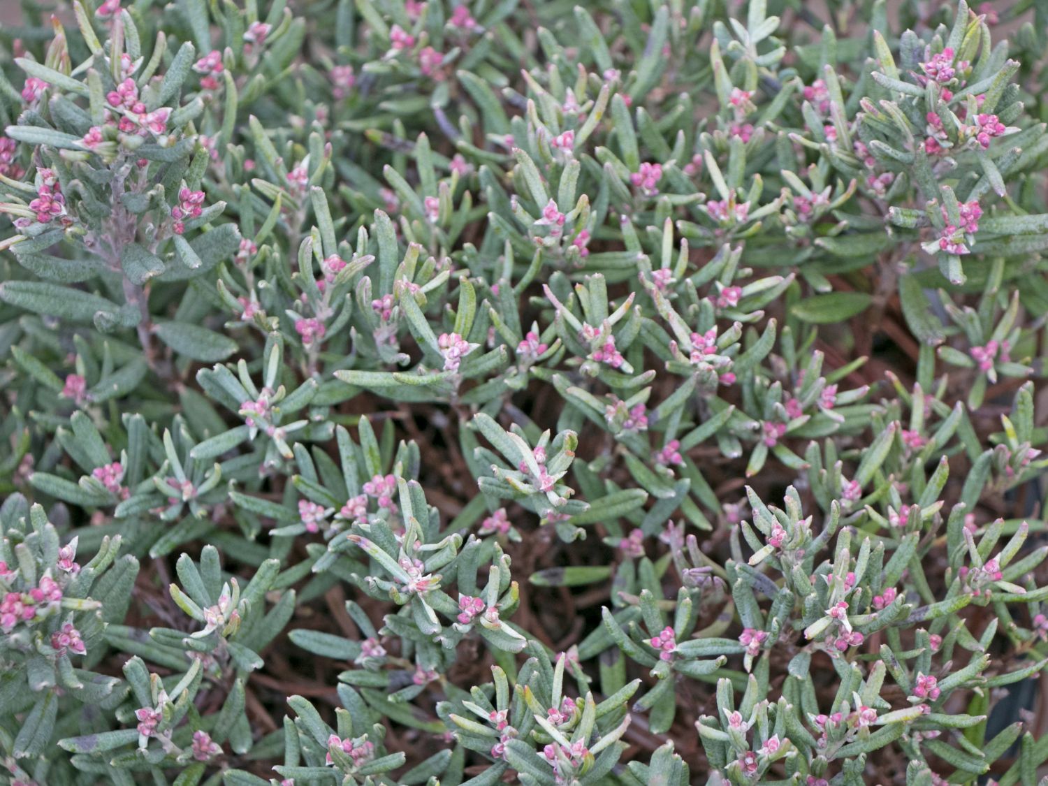 Rosmarinheide (Andromeda)