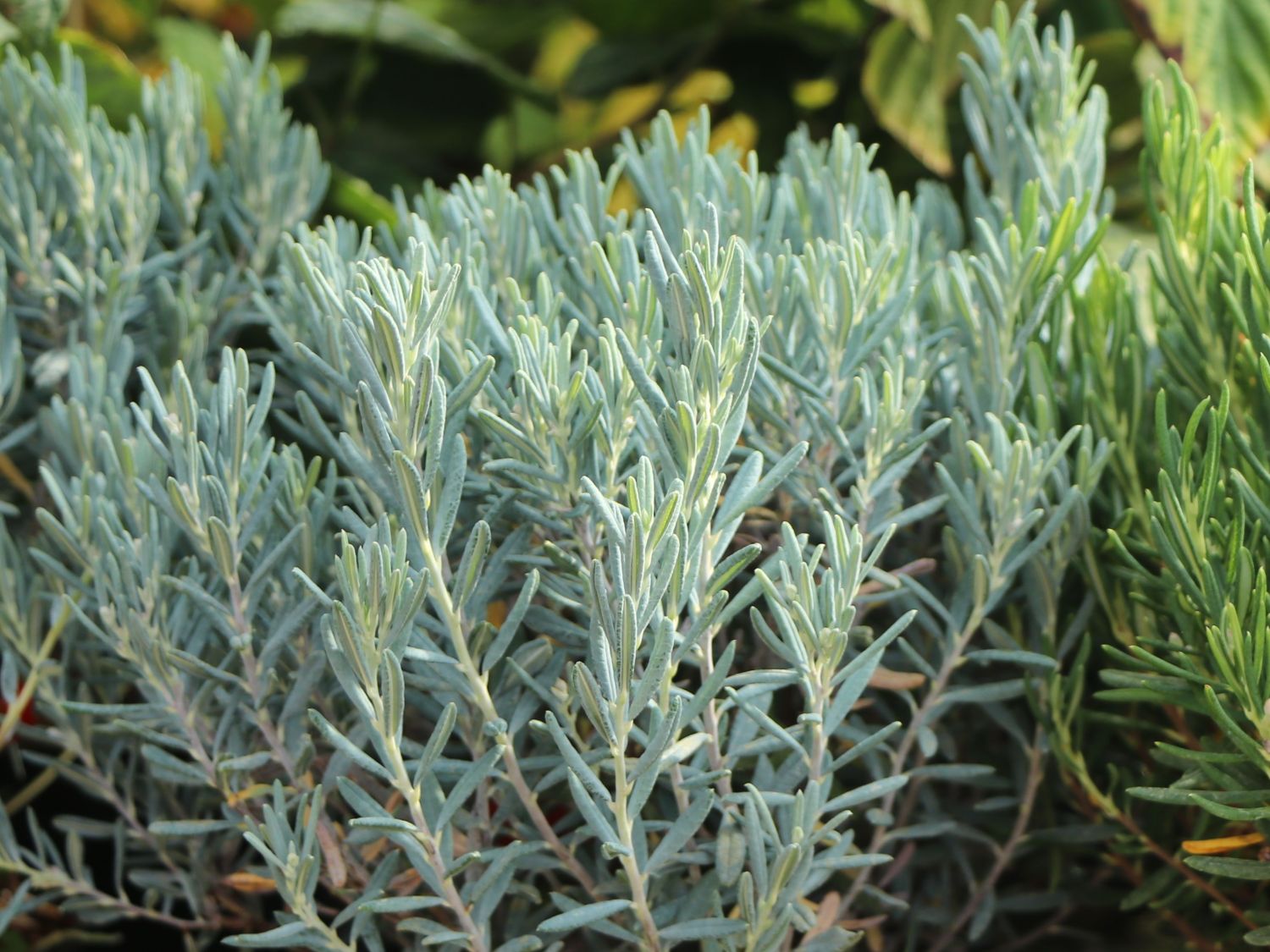 Lavendelheide 'Blue Lagoon'