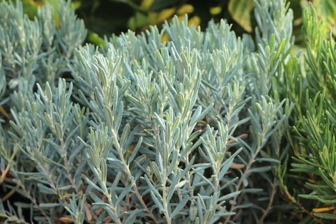 Lavendelheide 'Blue Lagoon' - Andromeda polifolia 'Blue Lagoon'