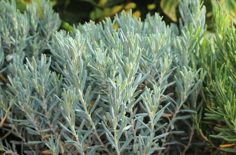 Lavendelheide 'Blue Lagoon' - Andromeda polifolia 'Blue Lagoon'