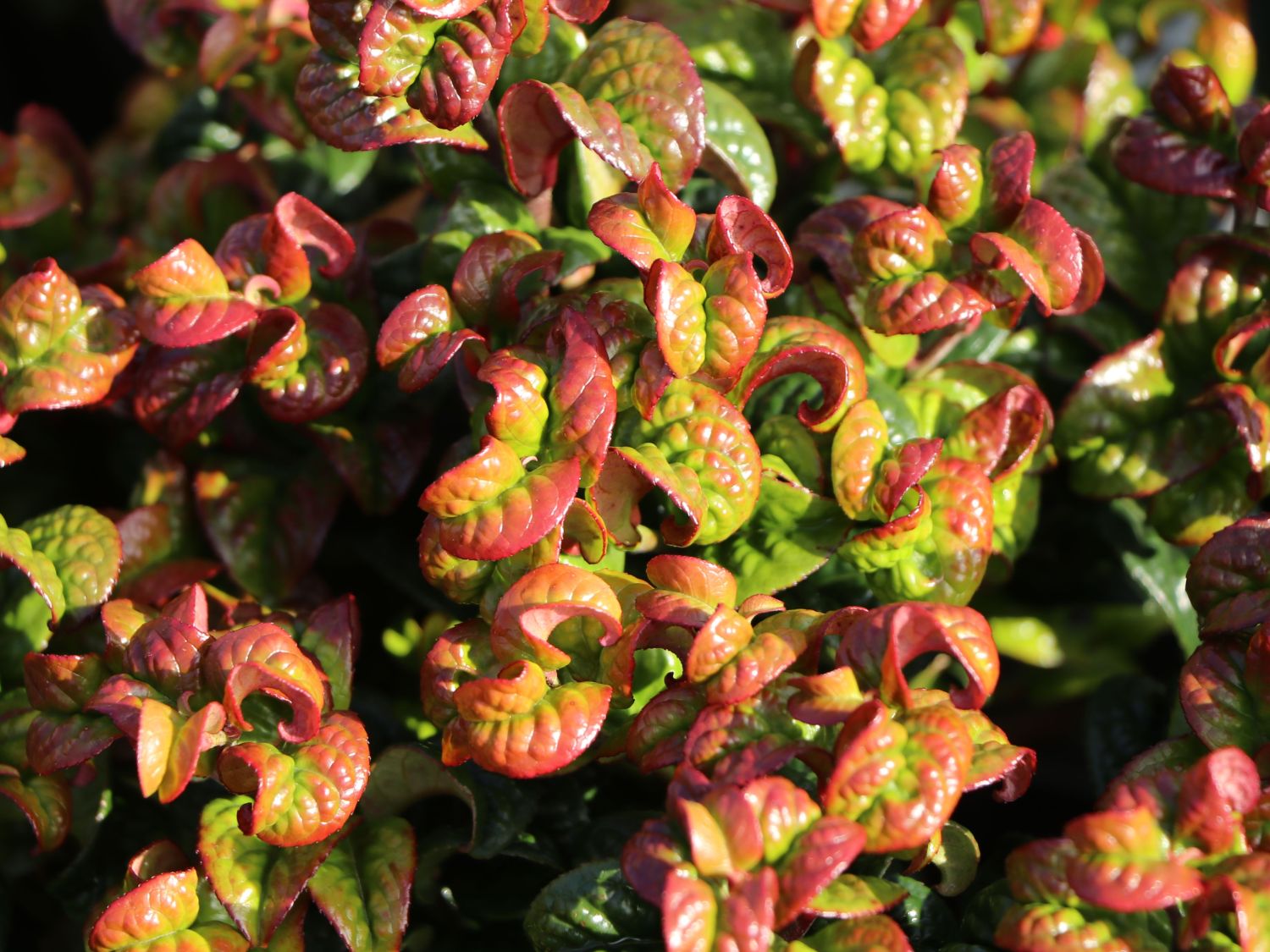 Achselblütige Traubenheide 'Curly Red' Leucothoe axillaris 'Curly Red
