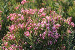 Lavendelheide (echte) / Behaarte Rosmarinheide