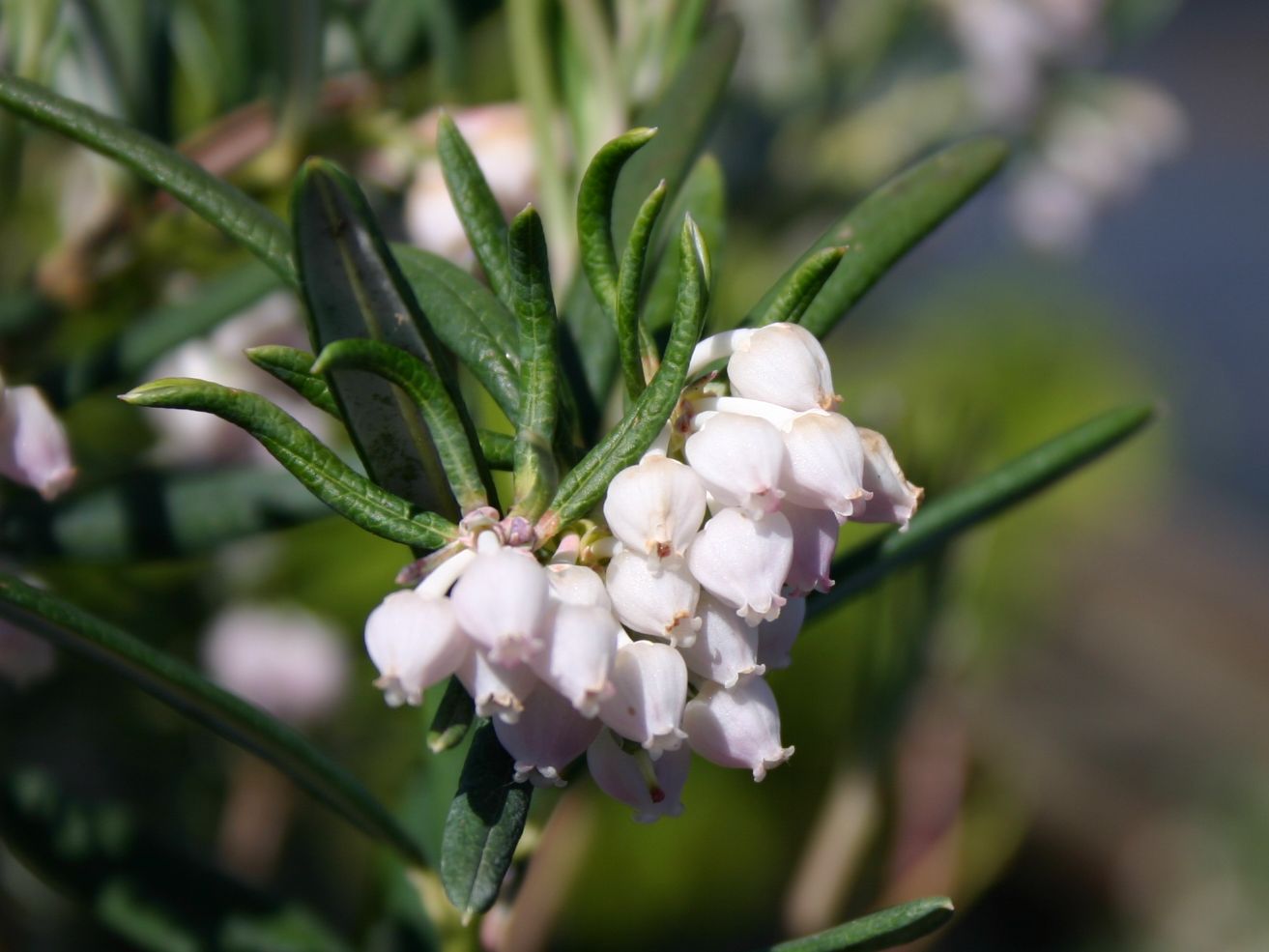 Lavendelheide 'Latifolia' - Andromeda glaucophylla 'Latifolia'