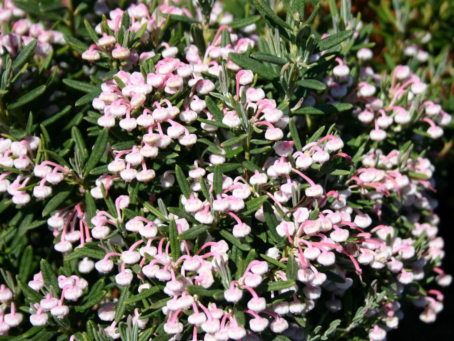 Lavendelheide 'Nikko' - Andromeda polifolia 'Nikko'