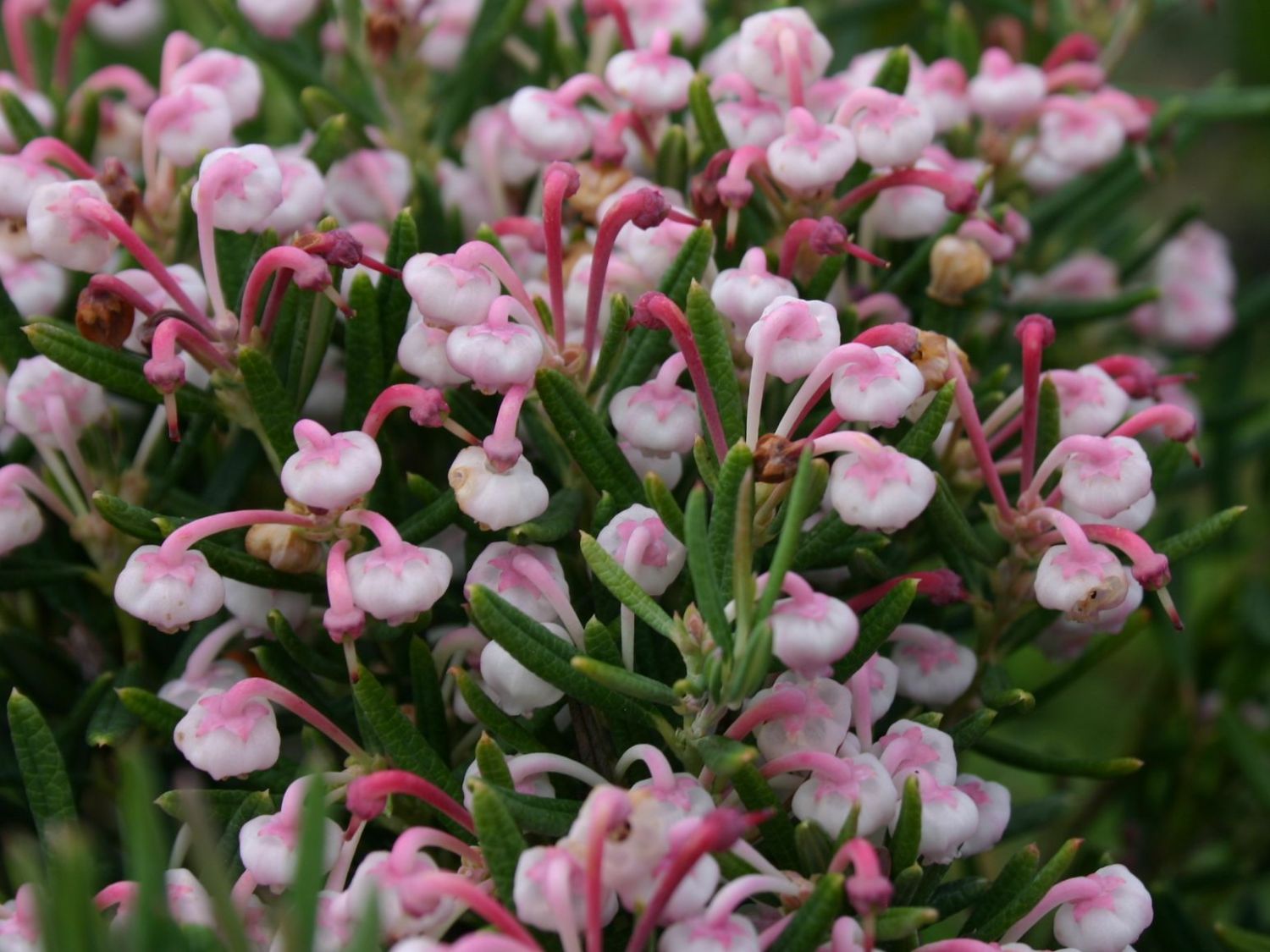 Lavendelheide 'Nikko' - Andromeda polifolia 'Nikko'