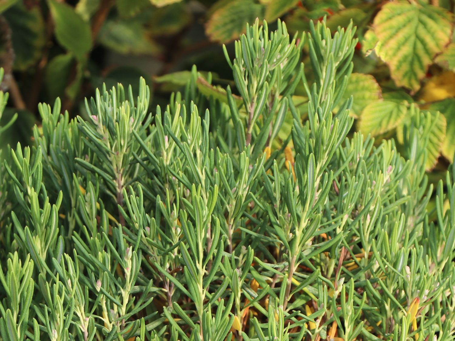 Lavendelheide 'Nikko' - Andromeda polifolia 'Nikko'