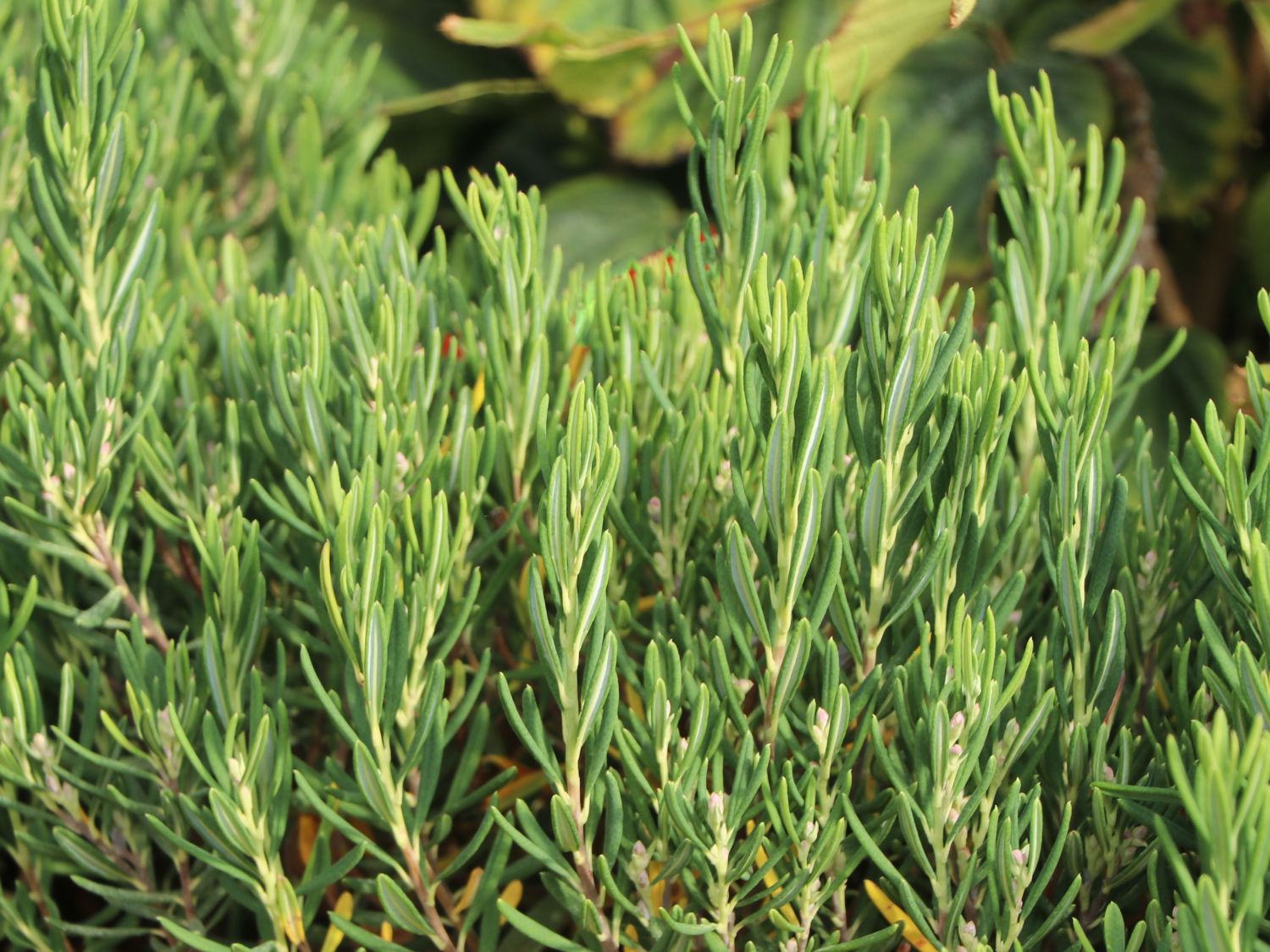 Lavendelheide 'Nikko' - Andromeda polifolia 'Nikko'