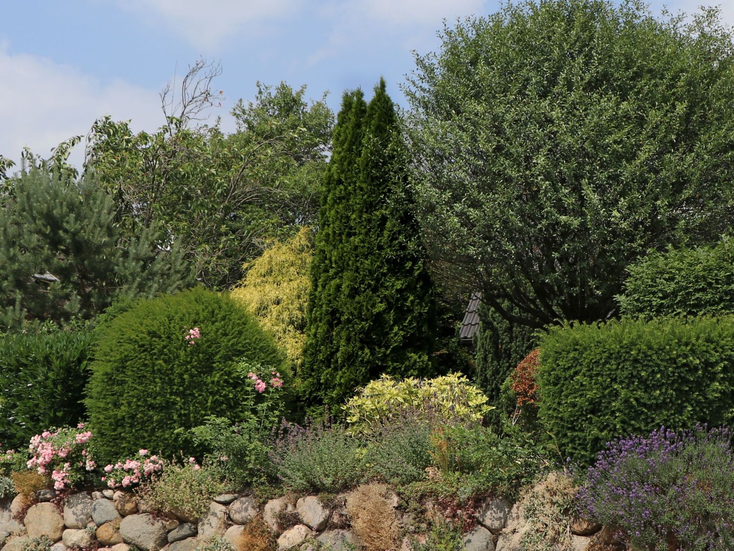 Lebensbaum 'Dark Embers' ® / 'Lesdasma' - Thuja occidentalis 'Dark Embers' ® / 'Lesdasma'