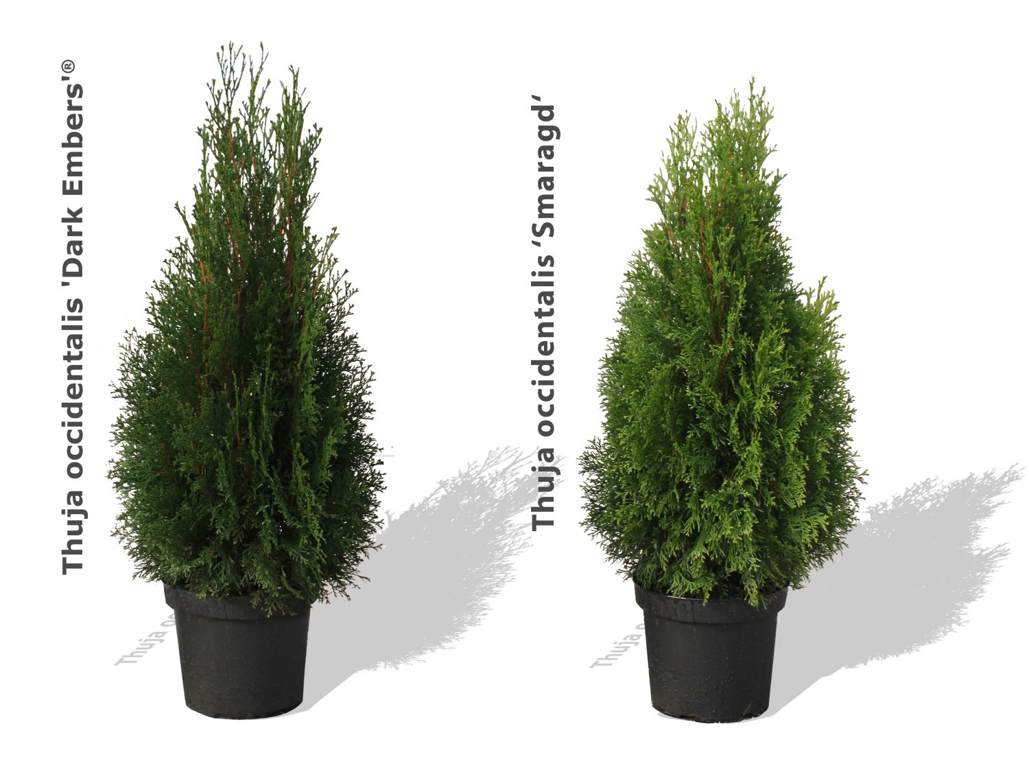 Lebensbaum 'Dark Embers' ® / 'Lesdasma' - Thuja occidentalis 'Dark Embers' ® / 'Lesdasma'