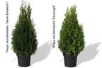 Lebensbaum 'Dark Embers' ® / 'Lesdasma' - Thuja occidentalis 'Dark Embers' ® / 'Lesdasma'