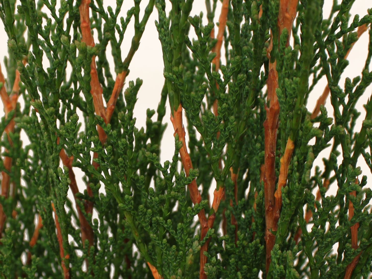 Lebensbaum 'Dark Embers' ® / 'Lesdasma' - Thuja occidentalis 'Dark Embers' ® / 'Lesdasma'