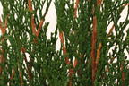 Lebensbaum 'Dark Embers' ® / 'Lesdasma' - Thuja occidentalis 'Dark Embers' ® / 'Lesdasma'