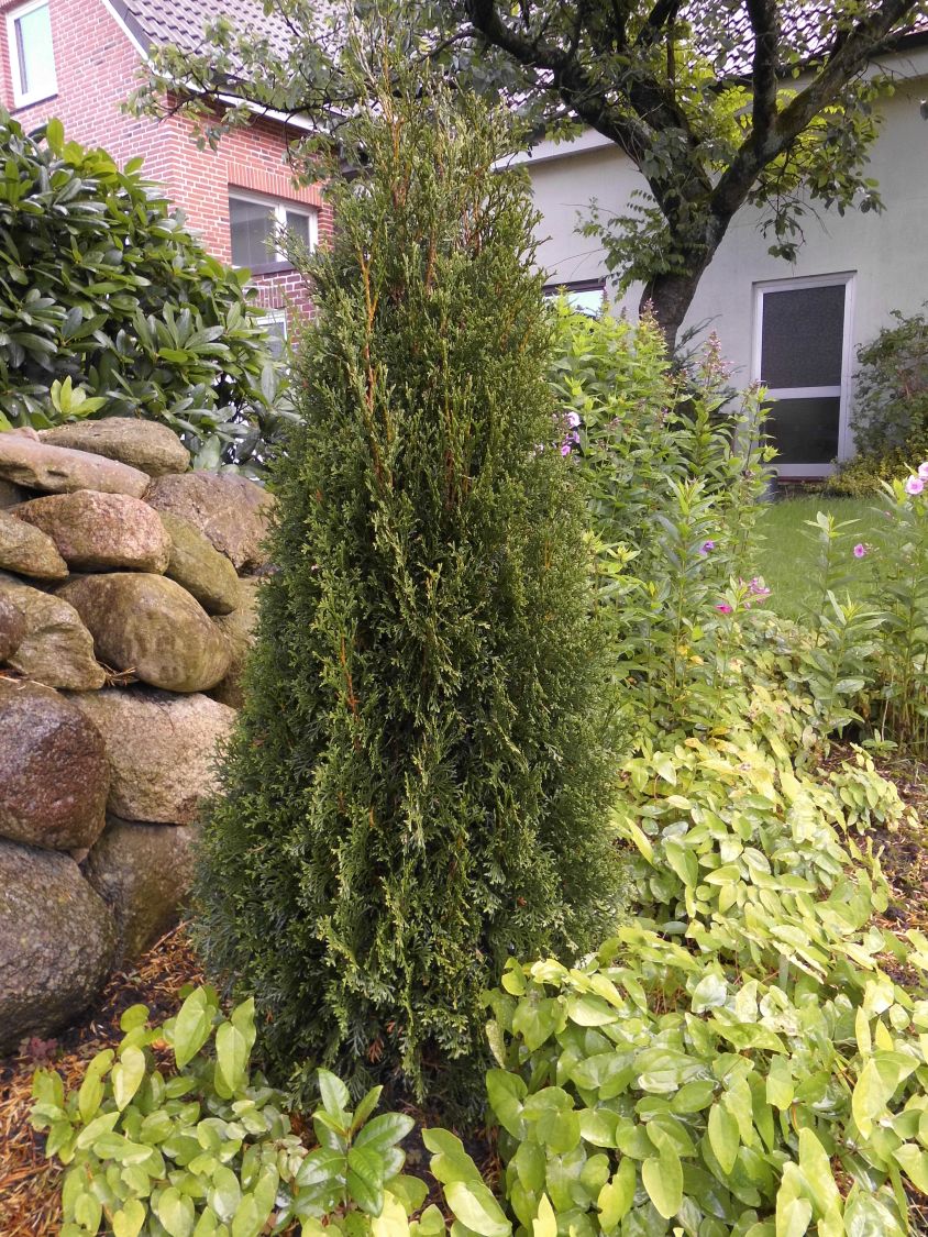 Lebensbaum 'Dark Embers' ® / 'Lesdasma' - Thuja occidentalis 'Dark Embers' ® / 'Lesdasma'