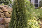 Lebensbaum 'Dark Embers' ® / 'Lesdasma' - Thuja occidentalis 'Dark Embers' ® / 'Lesdasma'