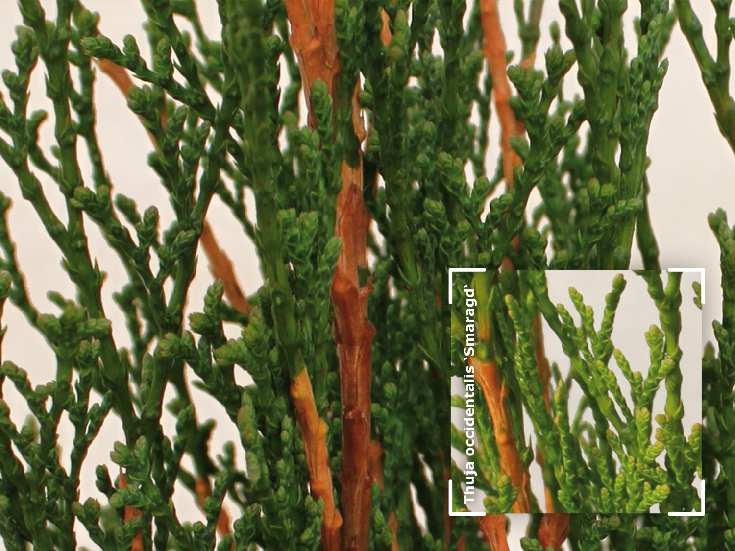 Lebensbaum 'Dark Embers' ® / 'Lesdasma' - Thuja occidentalis 'Dark Embers' ® / 'Lesdasma'