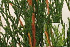 Lebensbaum 'Dark Embers' ® / 'Lesdasma' - Thuja occidentalis 'Dark Embers' ® / 'Lesdasma'