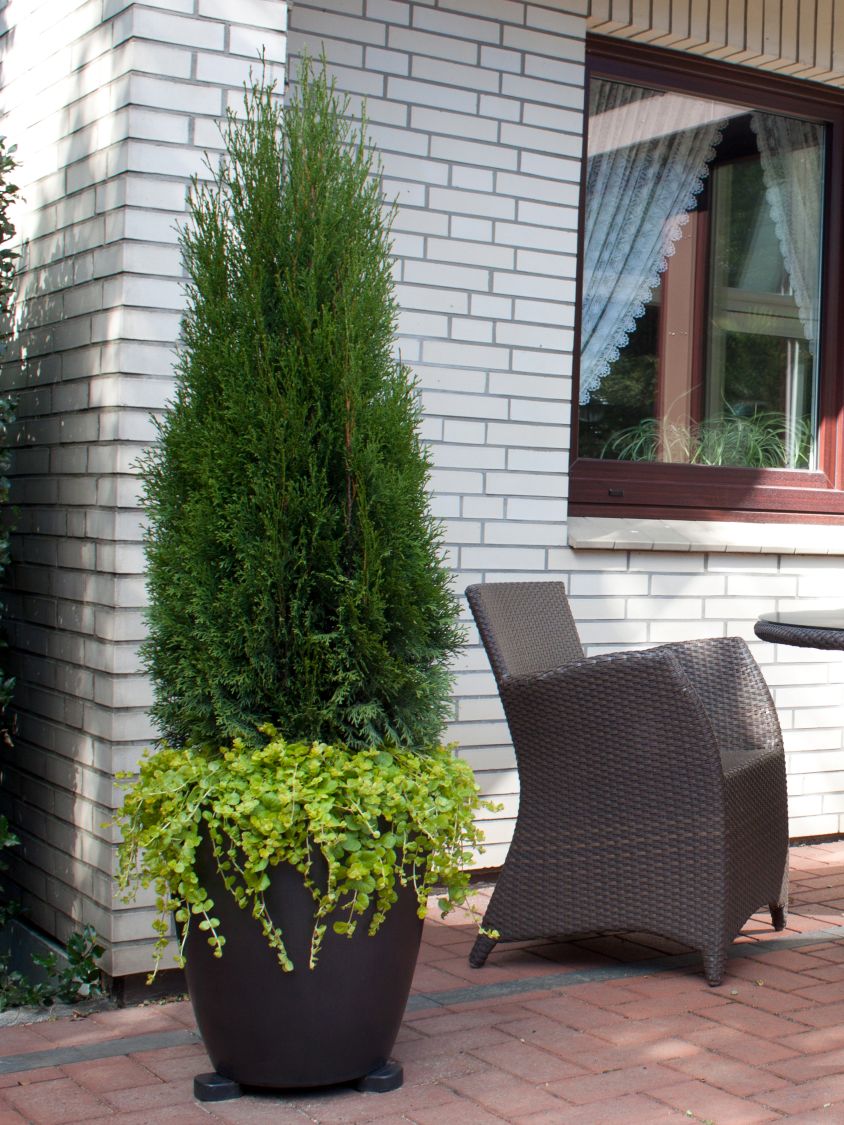 Lebensbaum 'Dark Embers' ® / 'Lesdasma' - Thuja occidentalis 'Dark Embers' ® / 'Lesdasma'