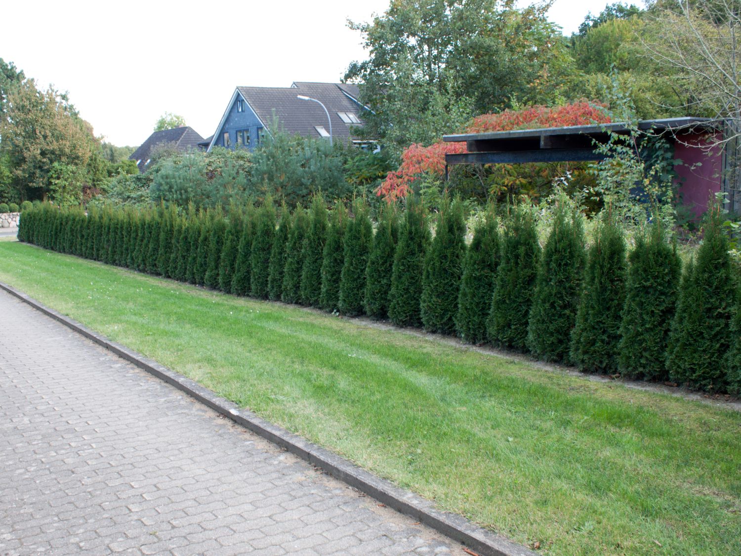Lebensbaum 'Dark Embers' ® / 'Lesdasma' - Thuja occidentalis 'Dark Embers' ® / 'Lesdasma'