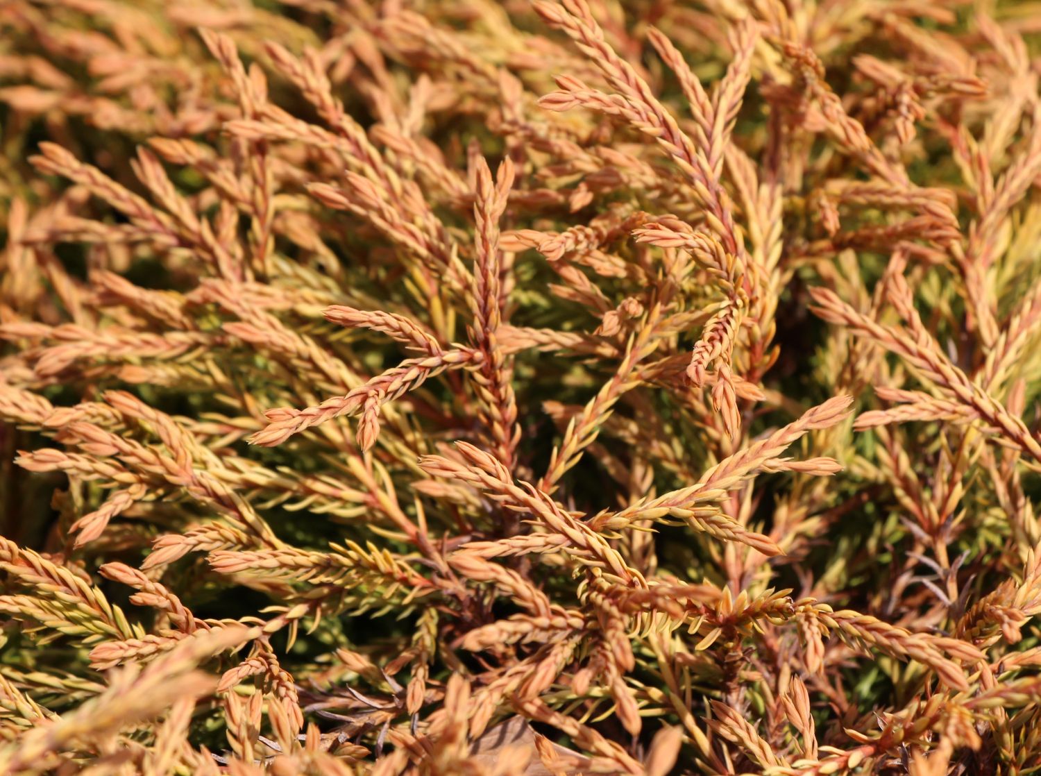 Lebensbaum 'Golden Tuffet'