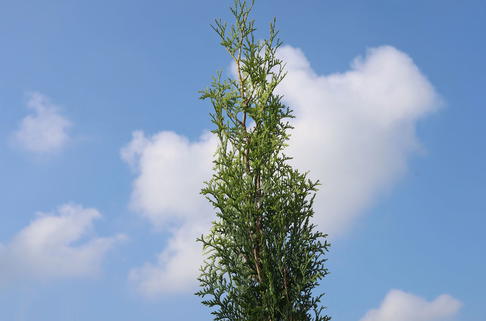 Lebensbaum 'King of Brabant' - Thuja occidentalis 'King of Brabant'