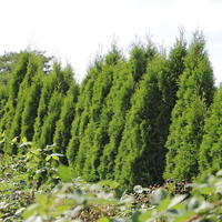 Lebensbaum 'Smaragd' - Thuja occidentalis 'Smaragd'