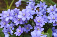 Leberblümchen