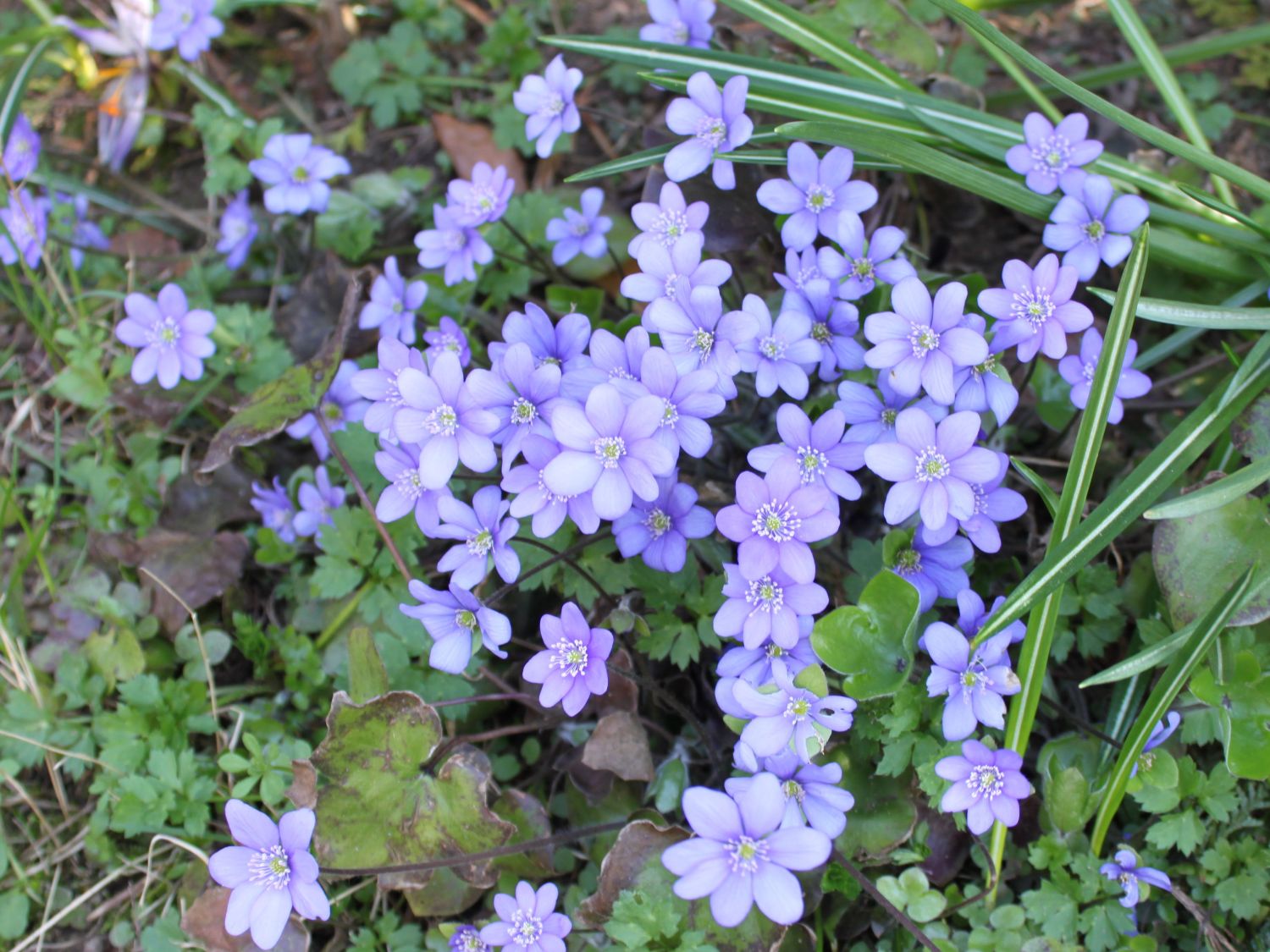 Leberblümchen (Hepatica)
