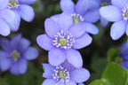 Leberblümchen - Hepatica nobilis