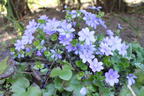 Leberblümchen - Hepatica nobilis