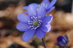 Leberblümchen - Hepatica nobilis
