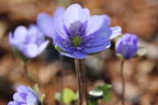 Leberblümchen - Hepatica nobilis