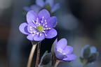 Leberblümchen - Hepatica nobilis