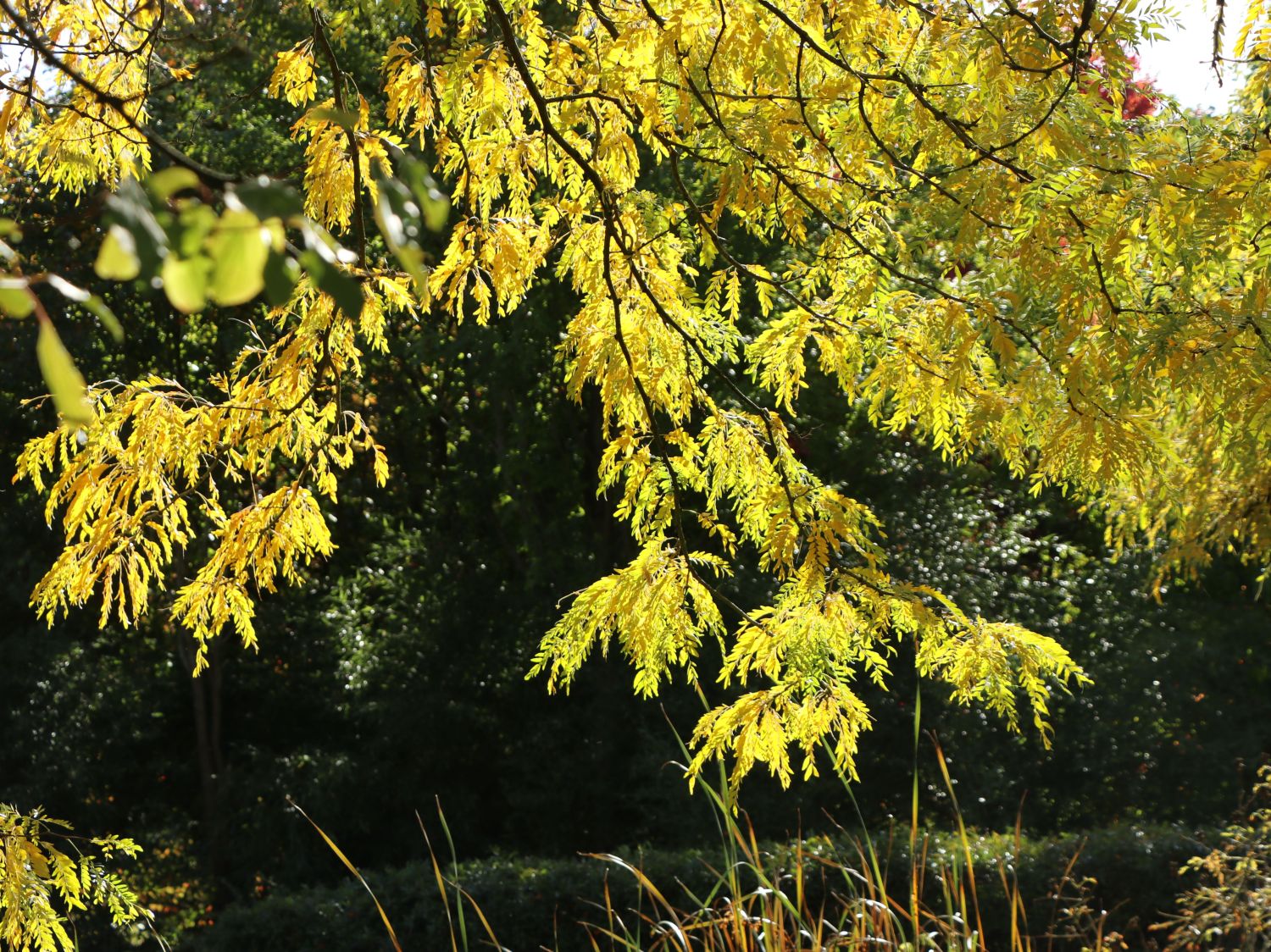 Lederhülsenbaum 'Skyline' - Gleditsia triacanthos 'Skyline'