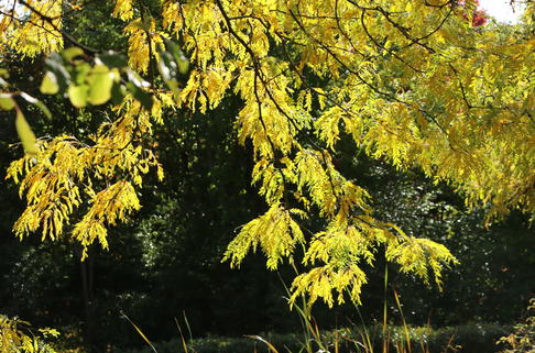 Lederhülsenbaum 'Skyline' - Gleditsia triacanthos 'Skyline'