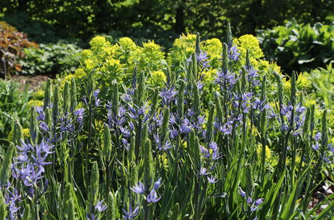 Leichtlins Prärielilie - Camassia leichtlinii