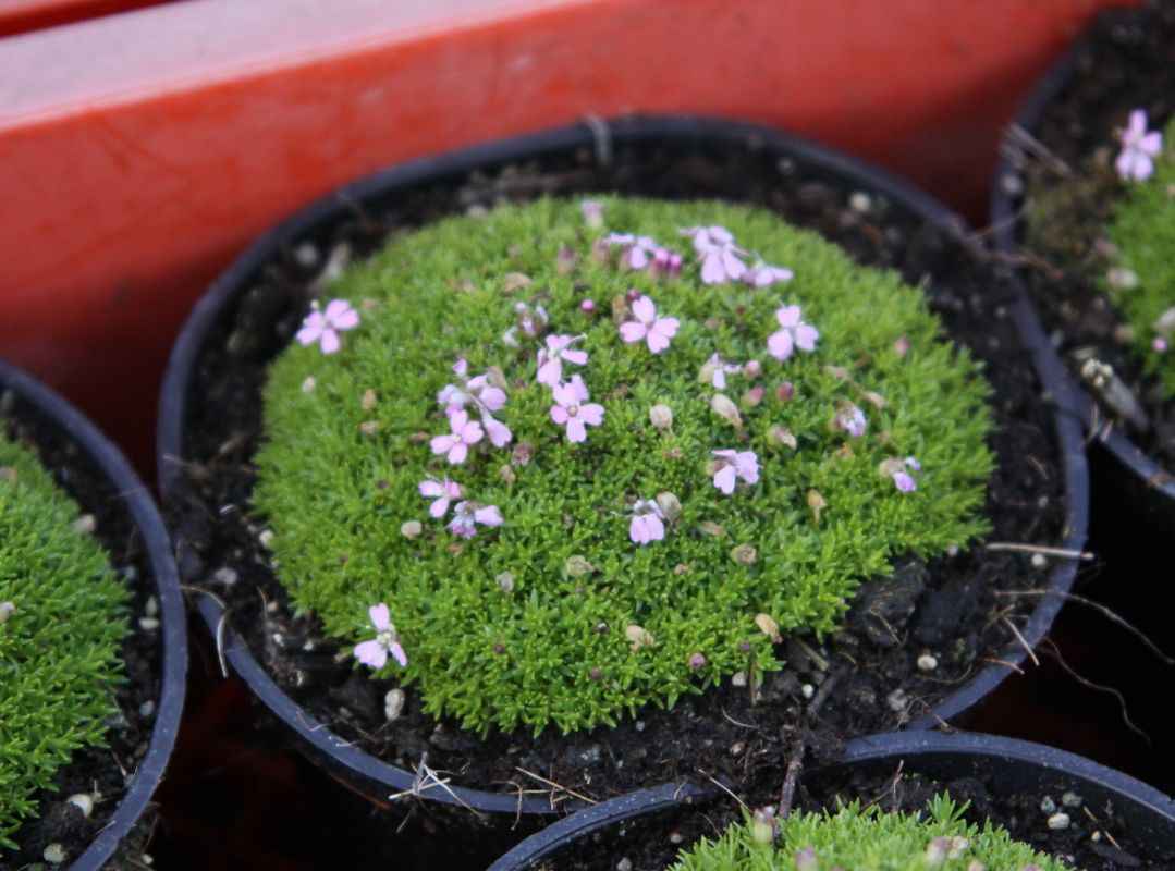 Leimkräuter (Silene)