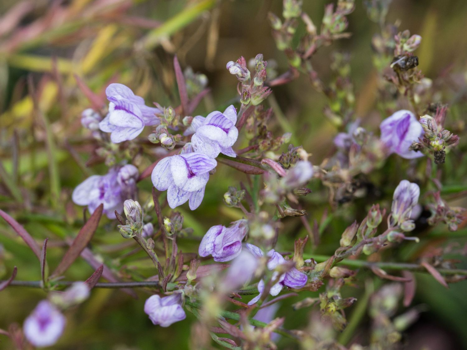 Leinkräuter (Linaria)