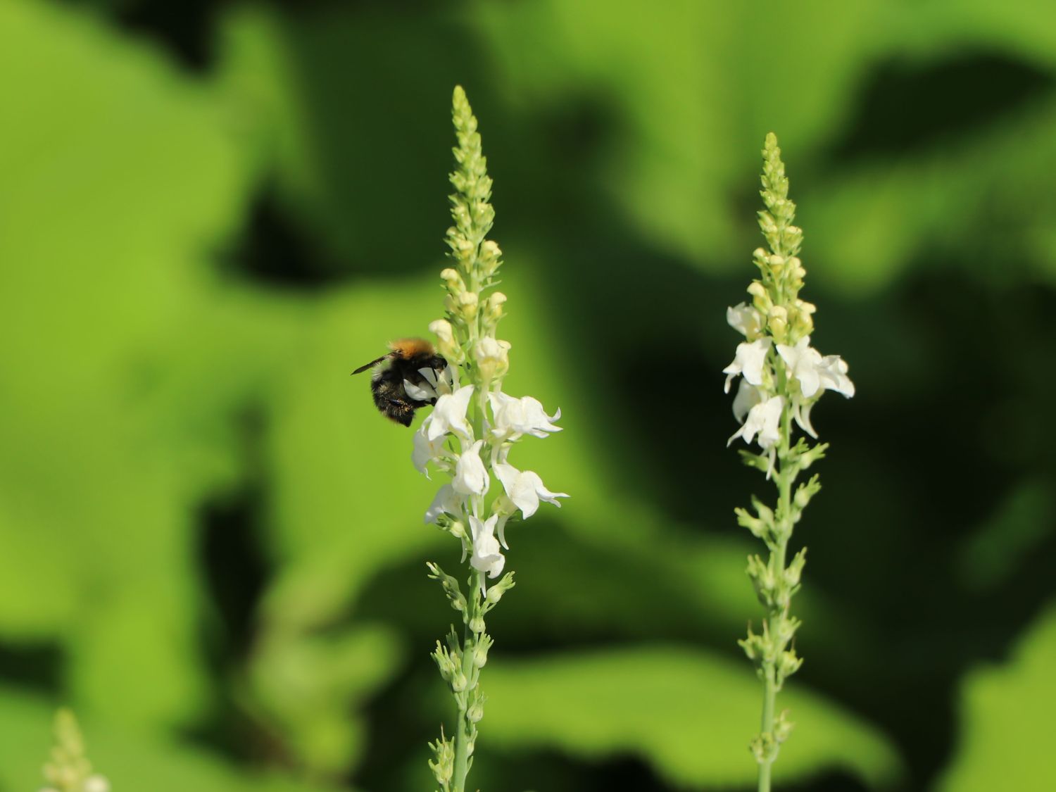 Leinkraut 'Springside White'