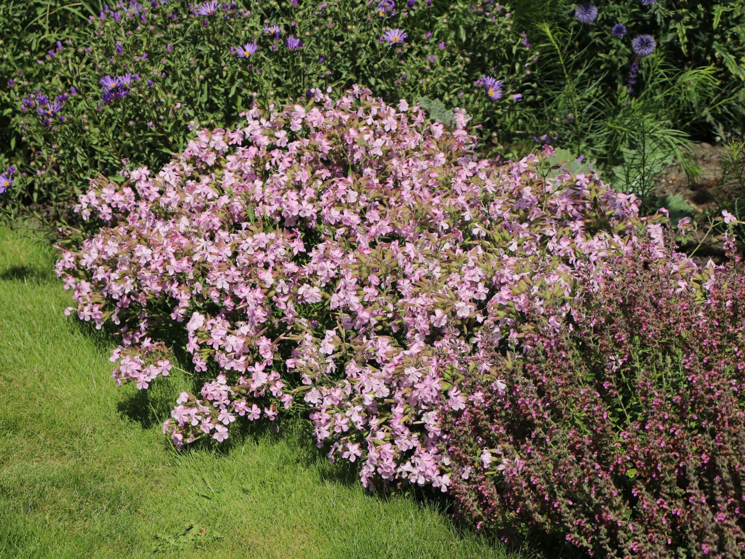 Lempergs Seifenkraut 'Max Frei'