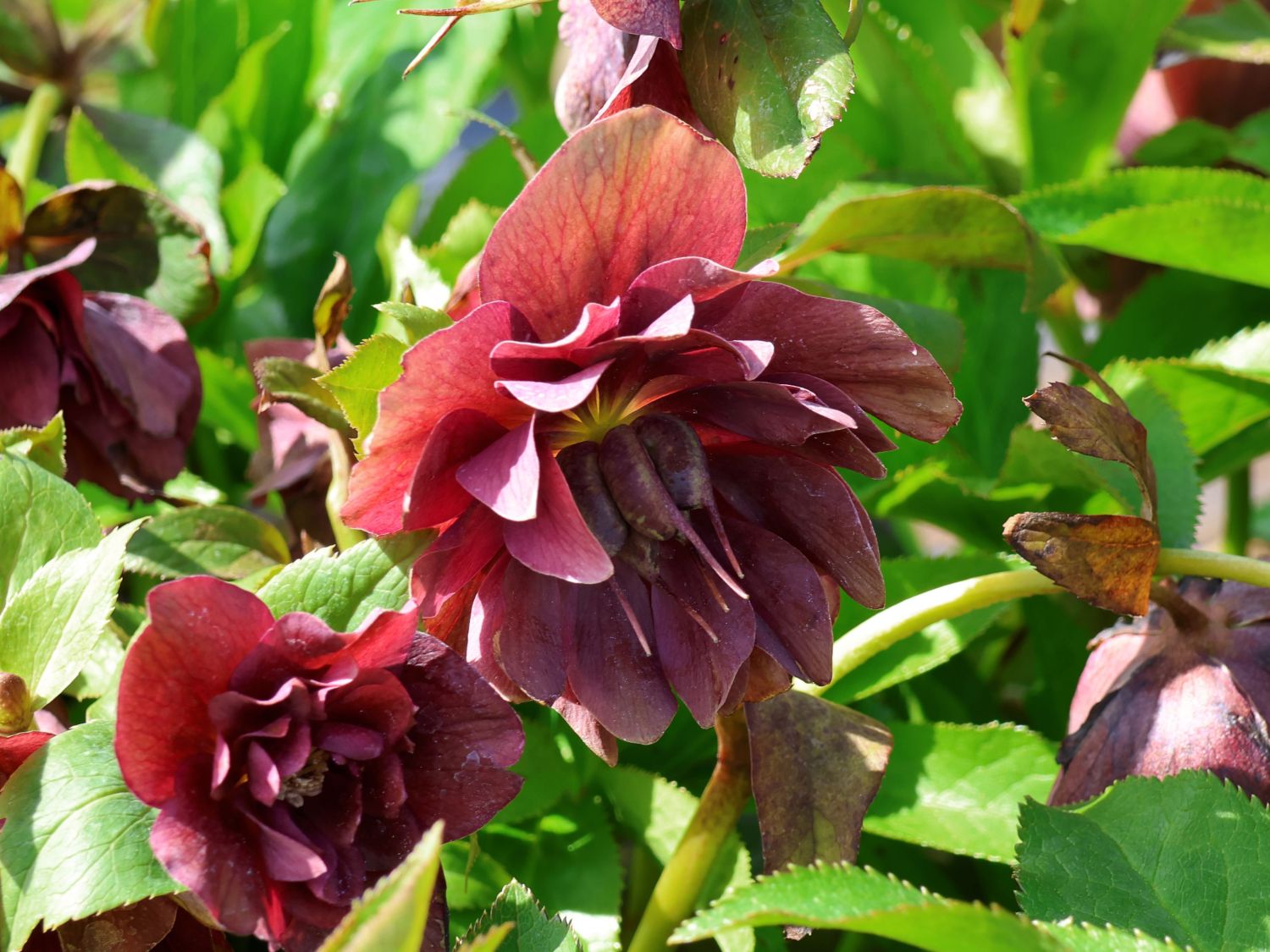 Lenzrose 'Double Ellen ® Red'