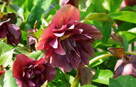 Lenzrose 'Double Ellen ® Red'