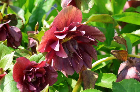 Lenzrose 'Double Ellen ® Red' - Helleborus x orientalis 'Double Ellen ® Red'