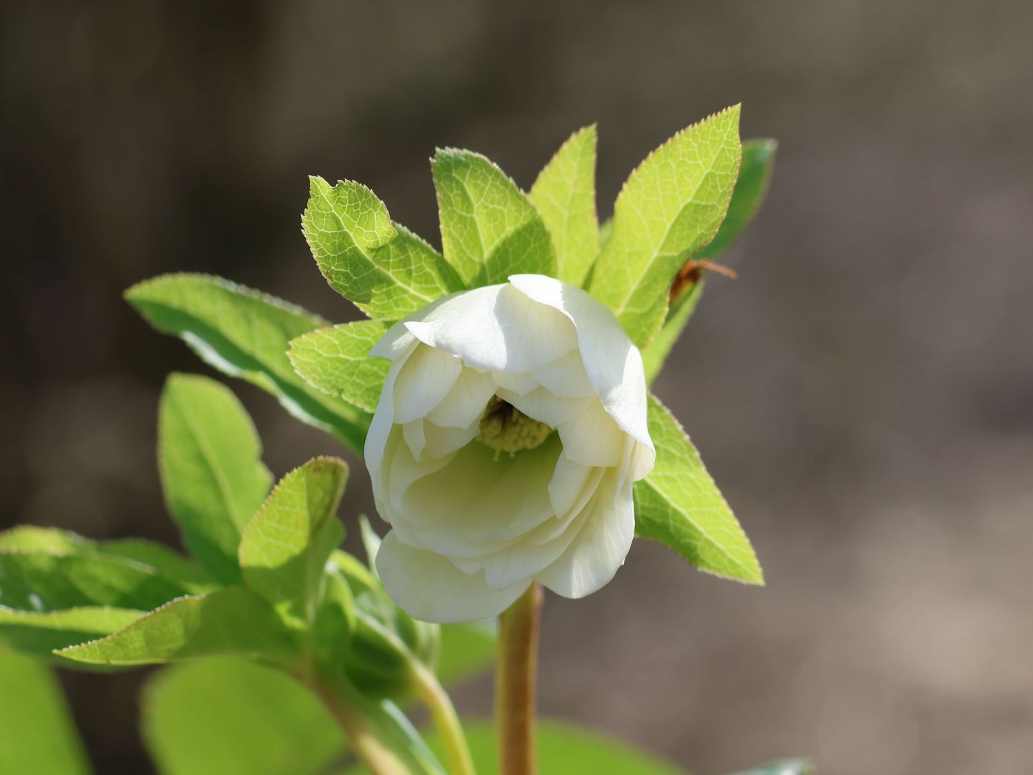 Lenzrose 'Double Ellen ® White'